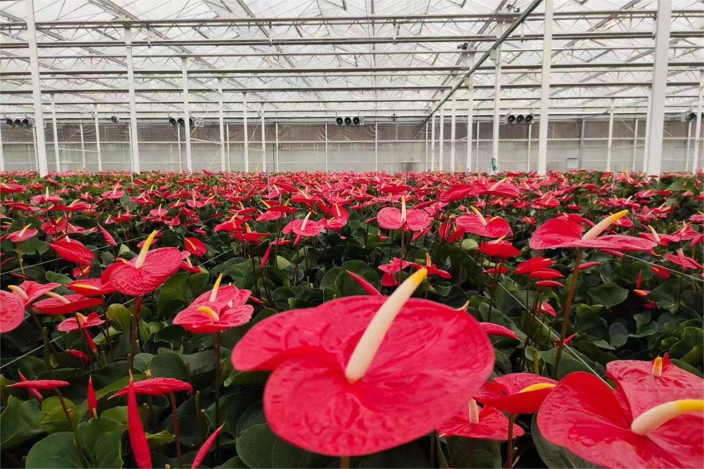 紅掌花開(kāi)紅艷艷